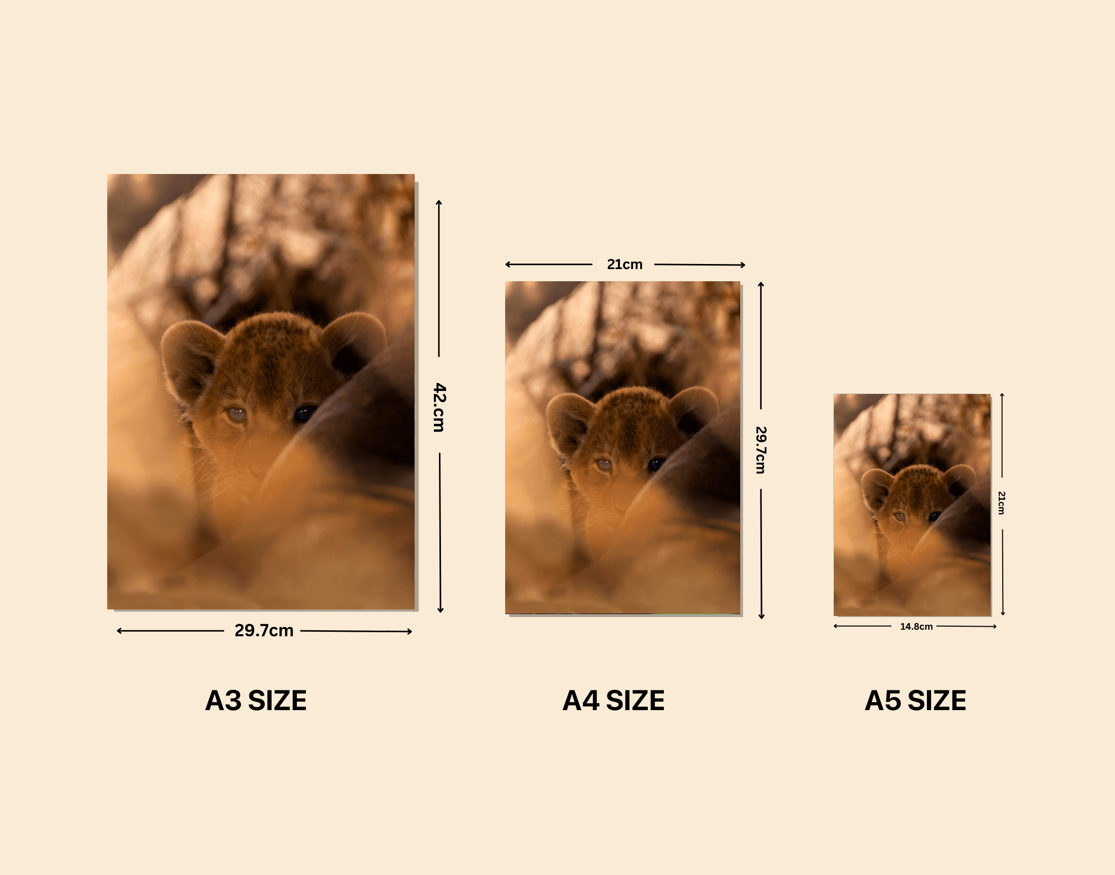 "Cub Lion"- Shiny & Sturdy Metallic Poster Art That Pops & Sticks