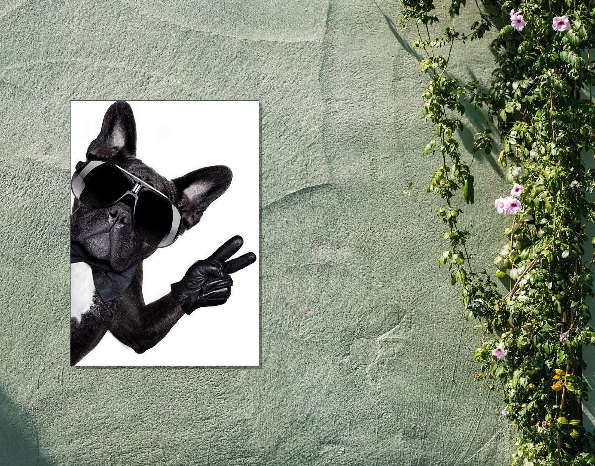 "Cool Bulldog"- Shiny & Sturdy Metallic Poster Art That Pops & Sticks