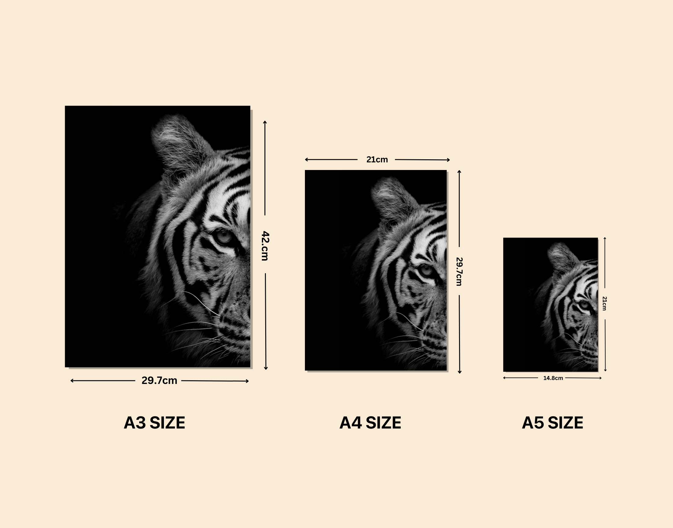 "In The Wild: Tiger"- Shiny & Sturdy Metallic Poster  Art That Pops & Sticks