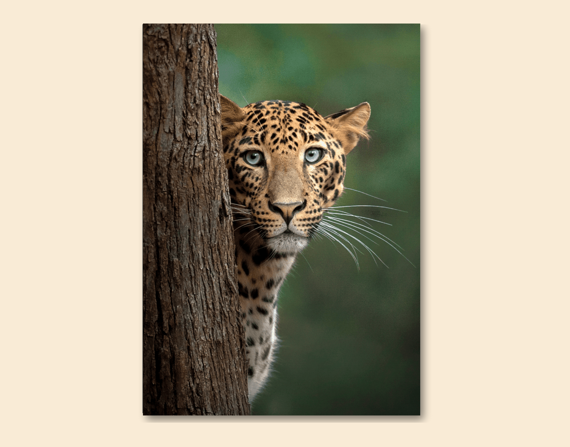 "Cheetah- Behind The Tree"- Shiny & Sturdy Metallic Poster  Art That Pops & Sticks