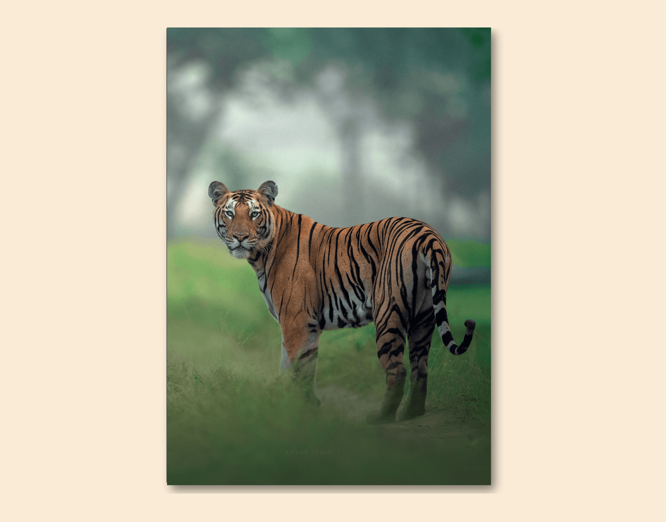 "Tiger In The Forest"- Shiny & Sturdy Metallic Poster  Art That Pops & Sticks